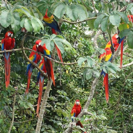 Casa Guacamaya Hotel Palenque Luaran gambar