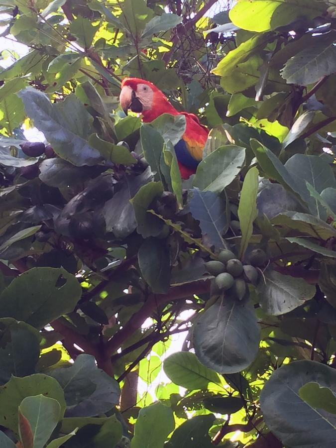 Casa Guacamaya Hotel Palenque Luaran gambar